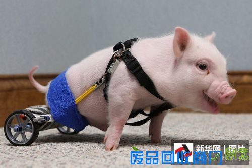 它们是萌宠界的“网红” 你认识几个?