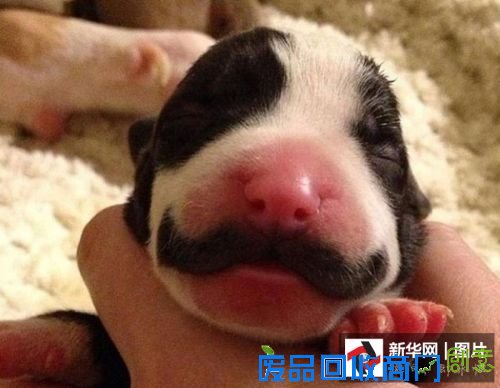 它们是萌宠界的“网红” 你认识几个?