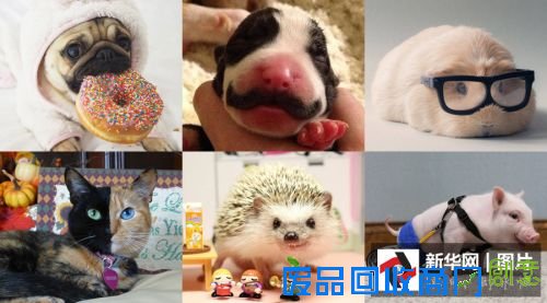 它们是萌宠界的“网红” 你认识几个?