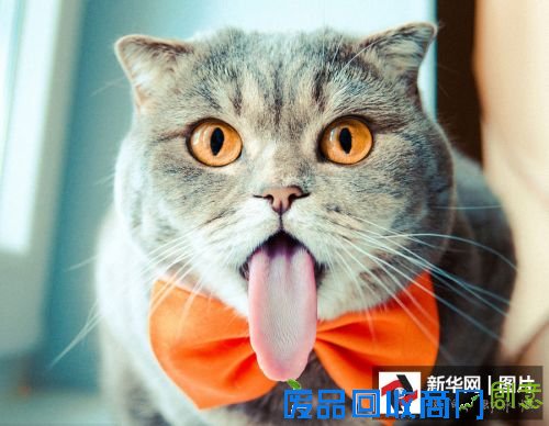 它们是萌宠界的“网红” 你认识几个?