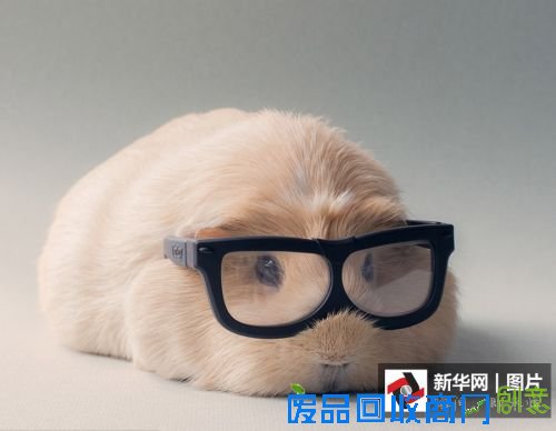 它们是萌宠界的“网红” 你认识几个?