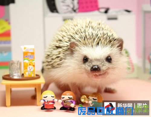 它们是萌宠界的“网红” 你认识几个?