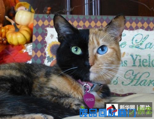 它们是萌宠界的“网红” 你认识几个?