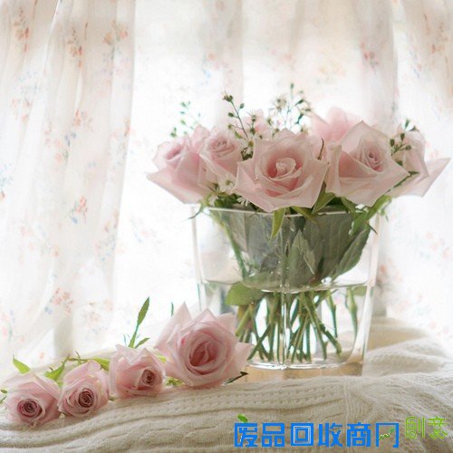 花颜 唯美花卉摄影美图