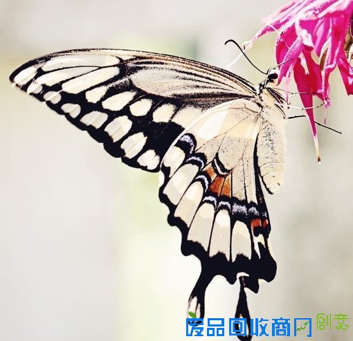 唯美小清新森系蝴蝶伤感花朵清新美图