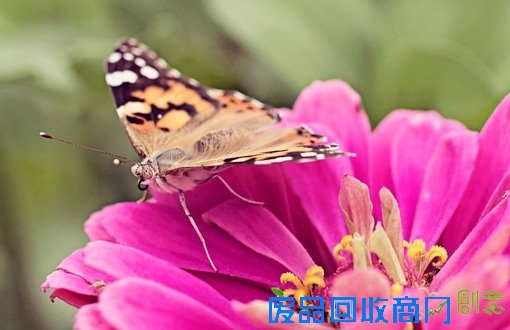 唯美小清新森系蝴蝶伤感花朵清新美图