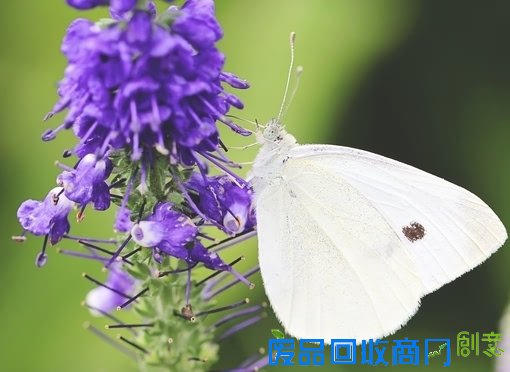 唯美小清新森系蝴蝶伤感花朵清新美图