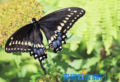 唯美小清新森系蝴蝶伤感花朵清新美图