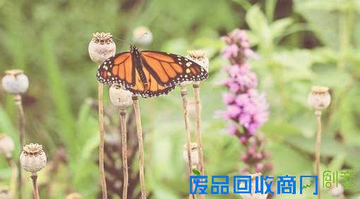 唯美小清新森系蝴蝶伤感花朵清新美图