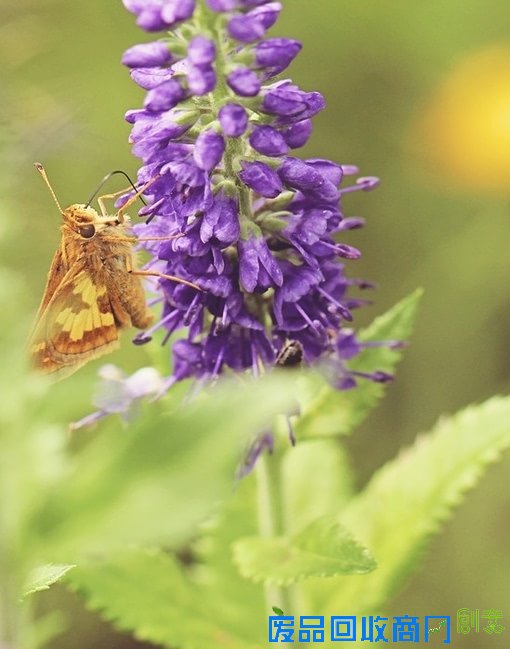 唯美小清新森系蝴蝶伤感花朵清新美图