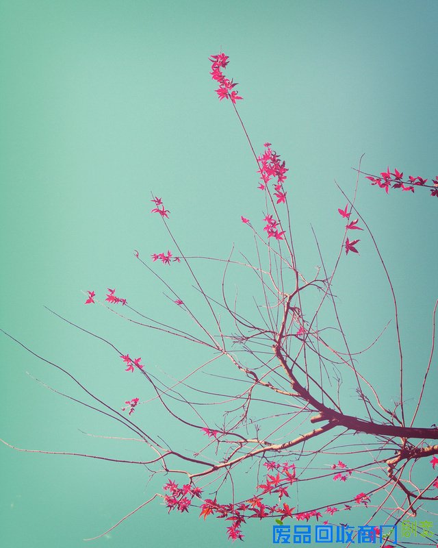 小清新唯美摄影作品