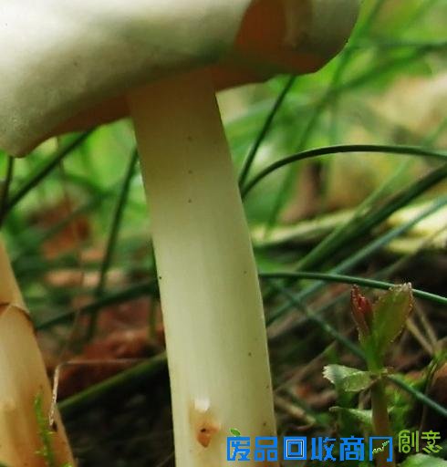 房视频皮耶罗183钱搞笑