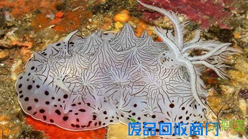 1451468538955085622.jpg 28.jpg