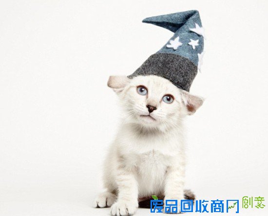 美摄影师拍流浪猫时尚大片 萌态十足惹人怜