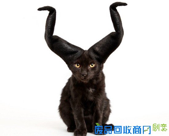 美摄影师拍流浪猫时尚大片 萌态十足惹人怜