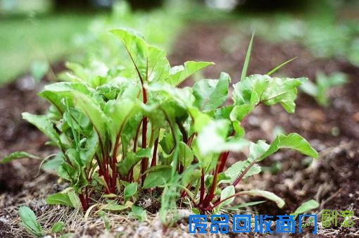 清新意境唯美伤感lomo绿色植物意境图片