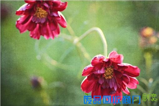 清新意境唯美伤感lomo绿色植物意境图片