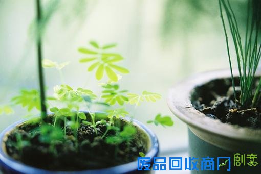 清新意境唯美伤感lomo绿色植物意境图片