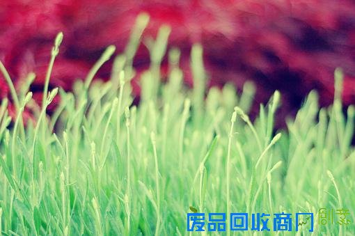 清新意境唯美伤感lomo绿色植物意境图片