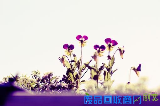 清新意境唯美伤感lomo绿色植物意境图片