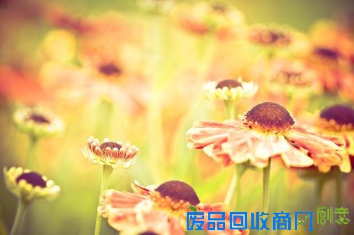 清新意境唯美伤感lomo绿色植物意境图片