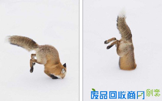 美摄影师抓拍奇景：狐狸腾空而起钻入雪中猎食(图)
