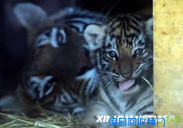 7月15日，在智利圣地亚哥的动物园里，一个月大的老虎宝宝趴在妈妈身边