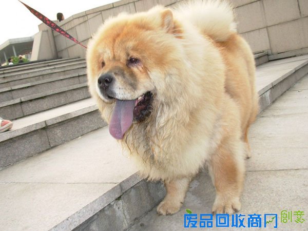 萌宠图片第34期：可爱的松狮犬