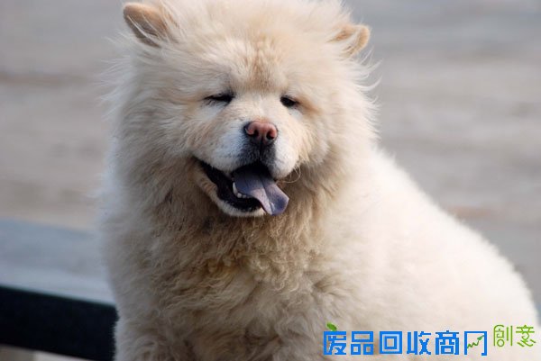 萌宠图片第34期：可爱的松狮犬