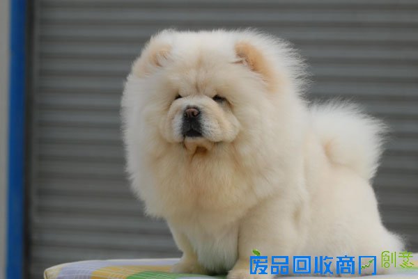 萌宠图片第34期：可爱的松狮犬