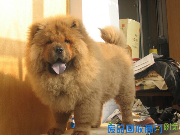 萌宠图片第34期：可爱的松狮犬