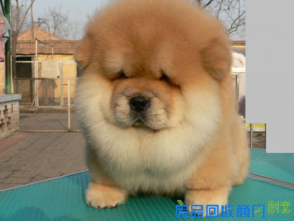 萌宠图片第34期：可爱的松狮犬