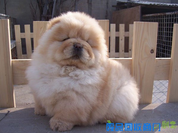 萌宠图片第34期：可爱的松狮犬