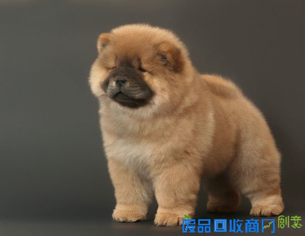 萌宠图片第34期：可爱的松狮犬