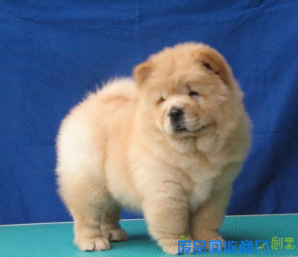 萌宠图片第34期：可爱的松狮犬