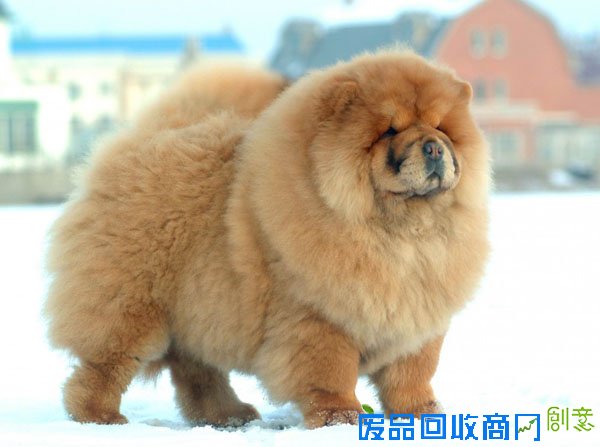 萌宠图片第34期：可爱的松狮犬