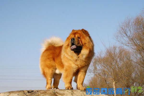 萌宠图片第34期：可爱的松狮犬