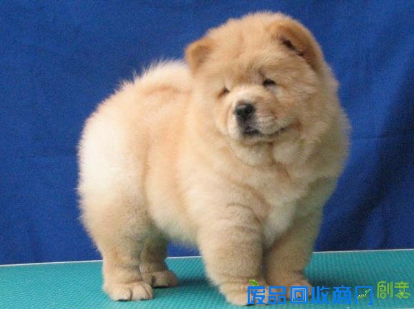 萌宠图片第34期：可爱的松狮犬