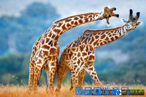 2015年它们的世界，奇妙又精彩