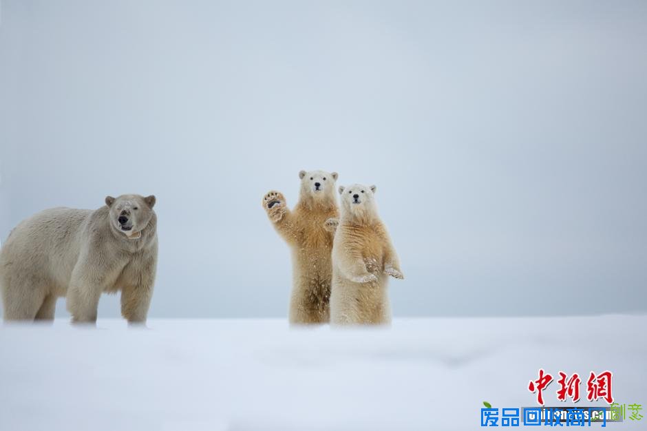美国女药剂师游阿拉斯加 捕捉北极熊“招手”瞬间