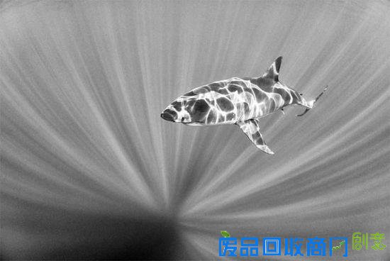 令人震撼的水下摄影作品