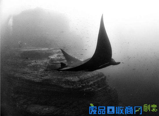 令人震撼的水下摄影作品