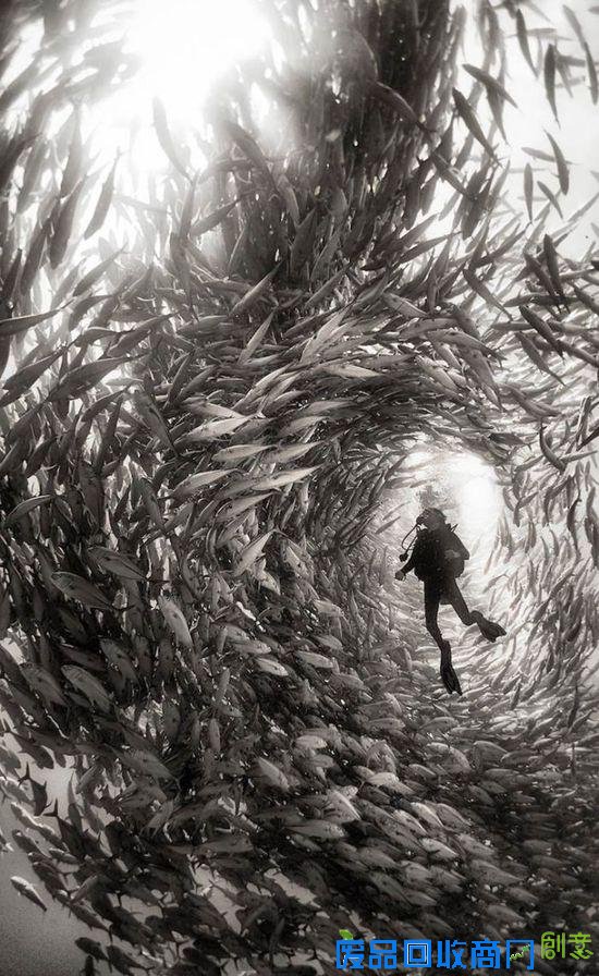 令人震撼的水下摄影作品