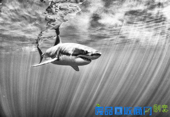 令人震撼的水下摄影作品