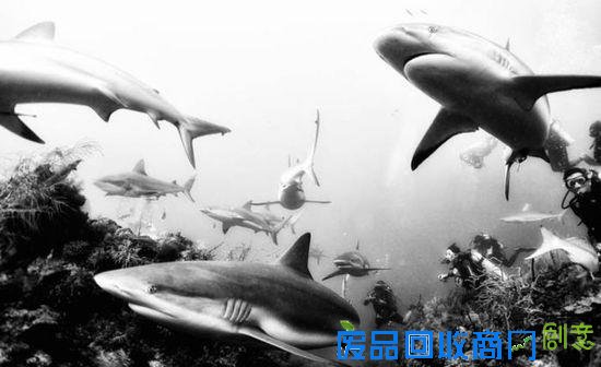 令人震撼的水下摄影作品