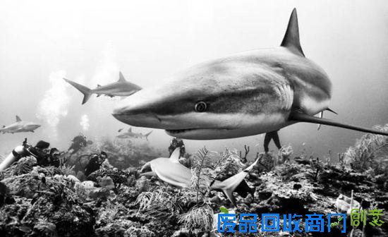 令人震撼的水下摄影作品