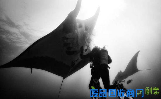 令人震撼的水下摄影作品