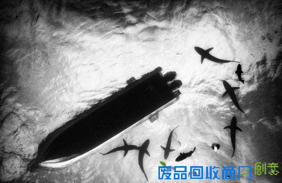 令人震撼的水下摄影作品