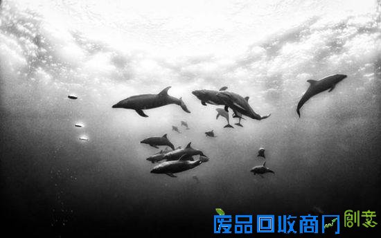 令人震撼的水下摄影作品