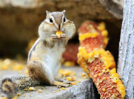 2015表情包:动物篇 2015表情包:动物篇